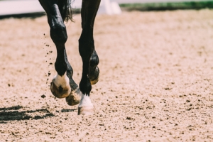 Öffentliches Baurecht – Wann stellen Staub- und Sandverwehungen durch einen Reitplatz eine unzumutbare Belästigung dar?